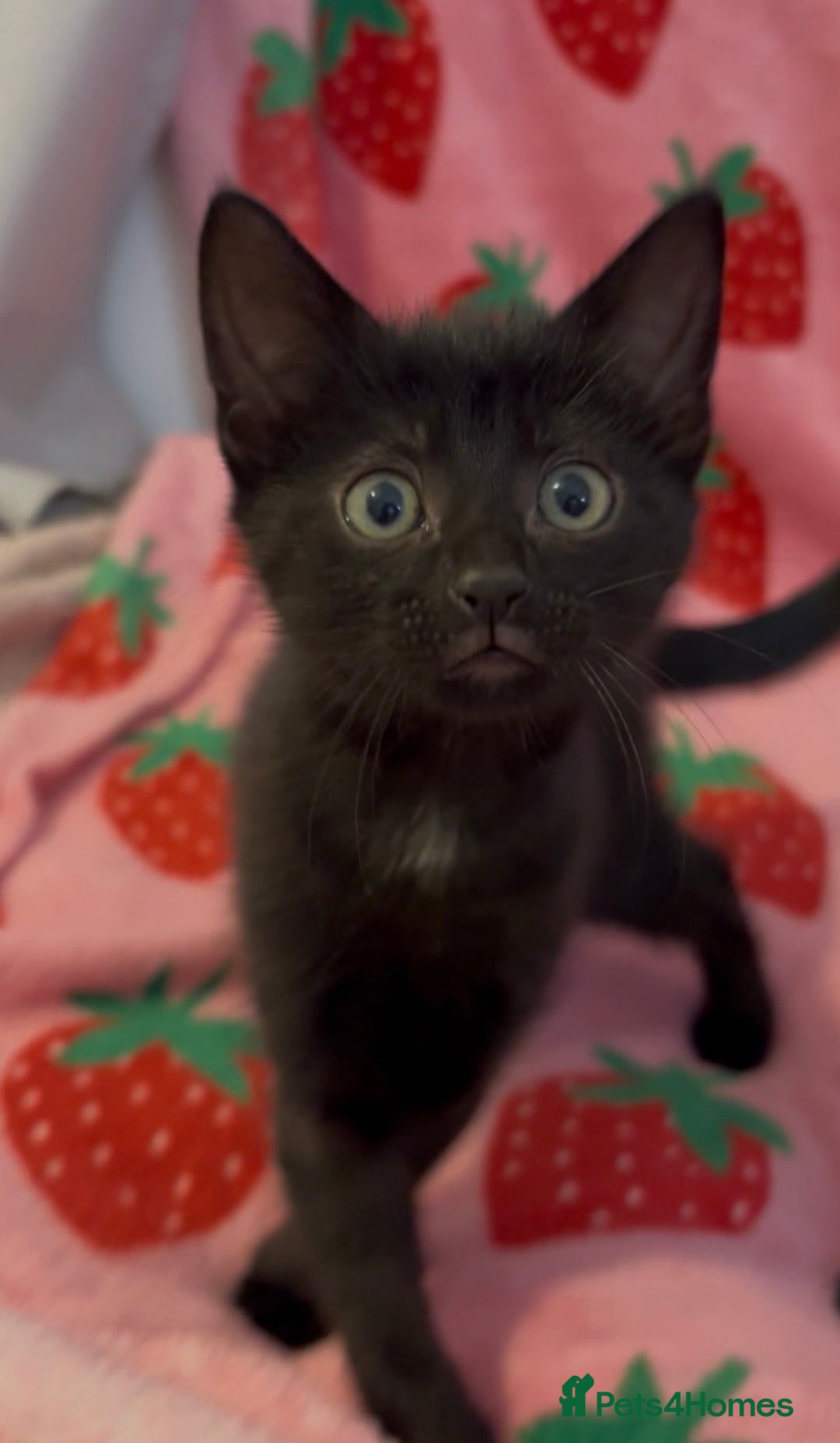 Mixed Breed cats for sale: girl kitten ready to go  - Advert 23