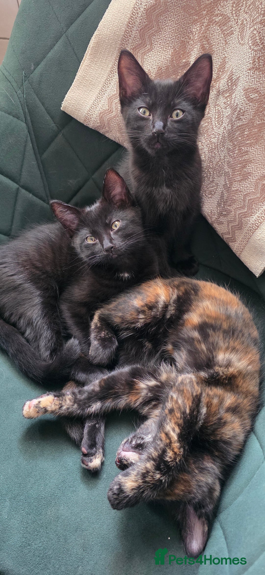Mixed Breed cats for sale: Ragdoll cross kittens - Image 5