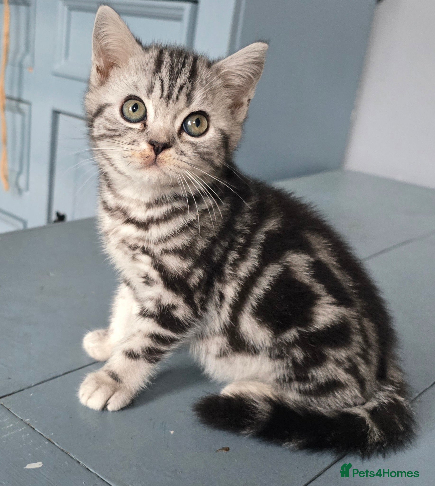 British Shorthair cats Beautiful bsh silver spotty kitten - Advert 1