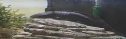 Axolotl reptiles for sale: Male gold speckled axolotl  - Advert 3