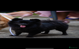 Pomeranian dogs for sale: Xs Pomeranian puppies  - Image 12