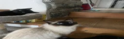 Mixed Breed cats for sale: ragdoll X  - Advert 4