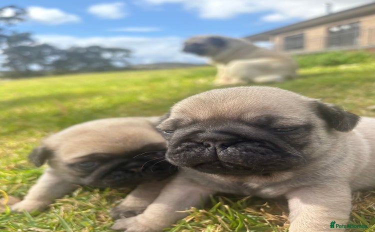 Pug dogs - Advert 1