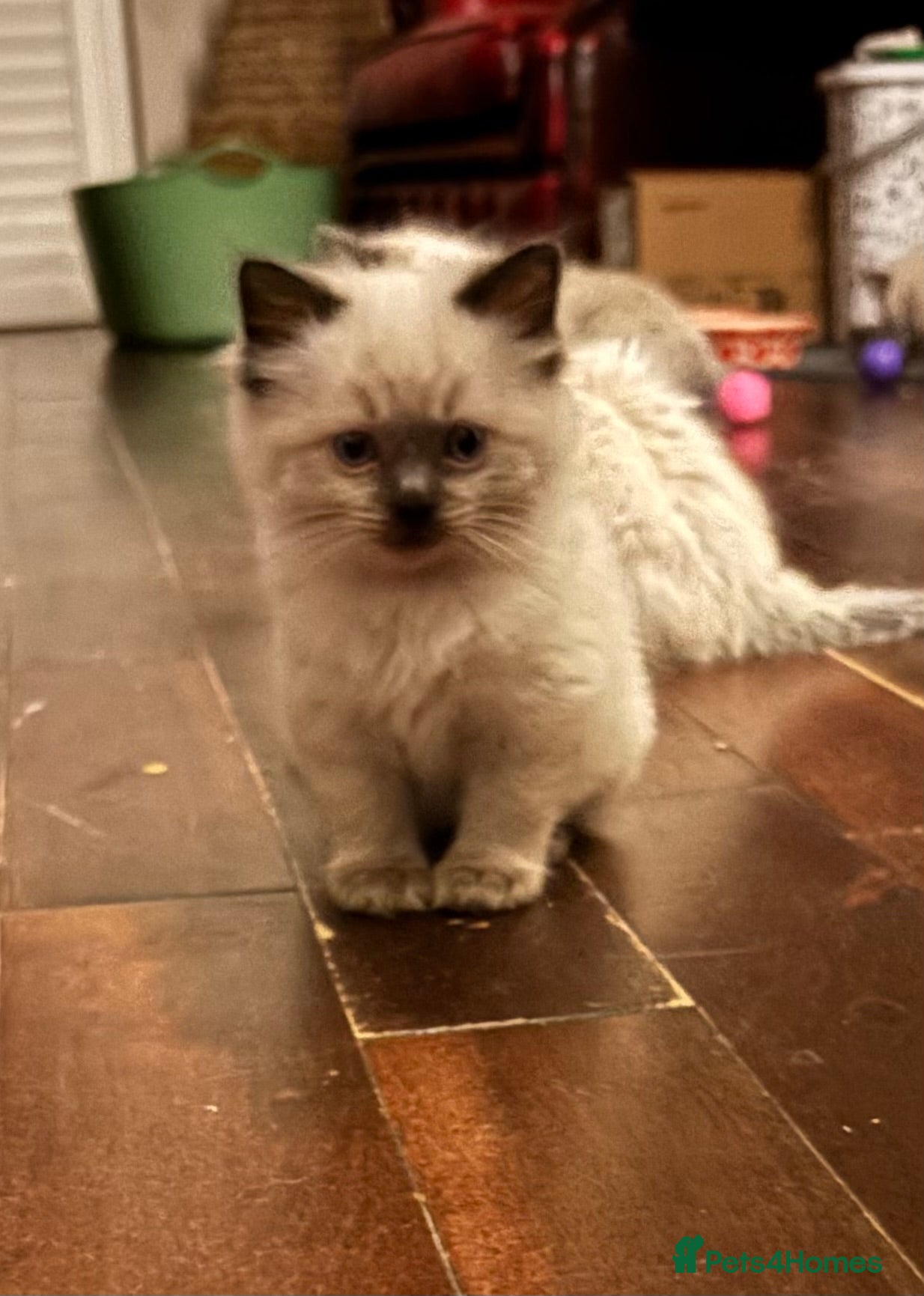 Ragdoll cats SOLD Ragdoll beautiful kittens  - Advert 8