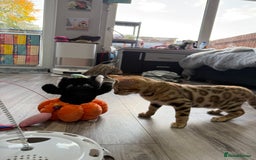 Bengal cats for sale: Stunning TICA 5 Generation Pedigree Kittens - Image 13