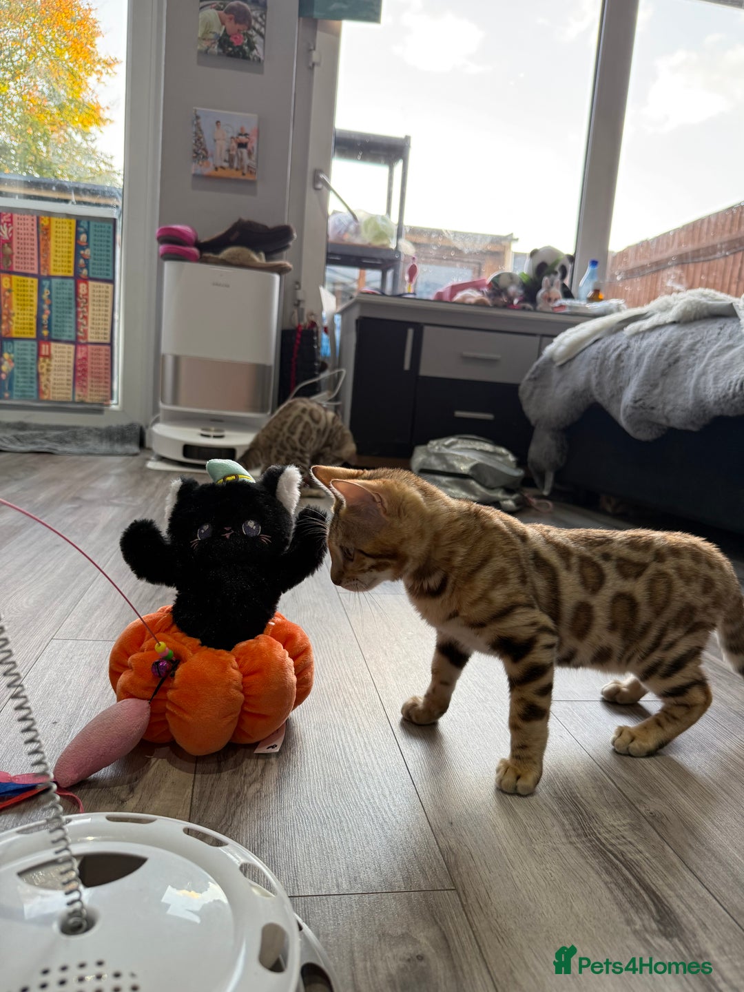 Bengal cats for sale: Stunning TICA 5 Generation Pedigree Kittens - Image 13