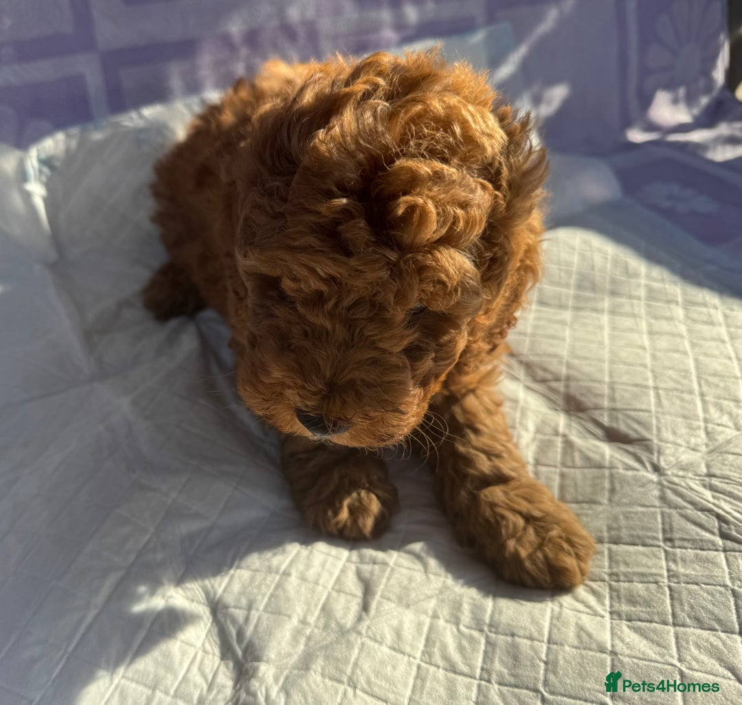 Cockapoo dogs for sale: Gorgeous Cockerpoo F1b - Image 24