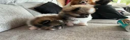 Pomeranian dogs for sale: True Tiny pomeranians teddy bear faced*ready now * - Advert 8