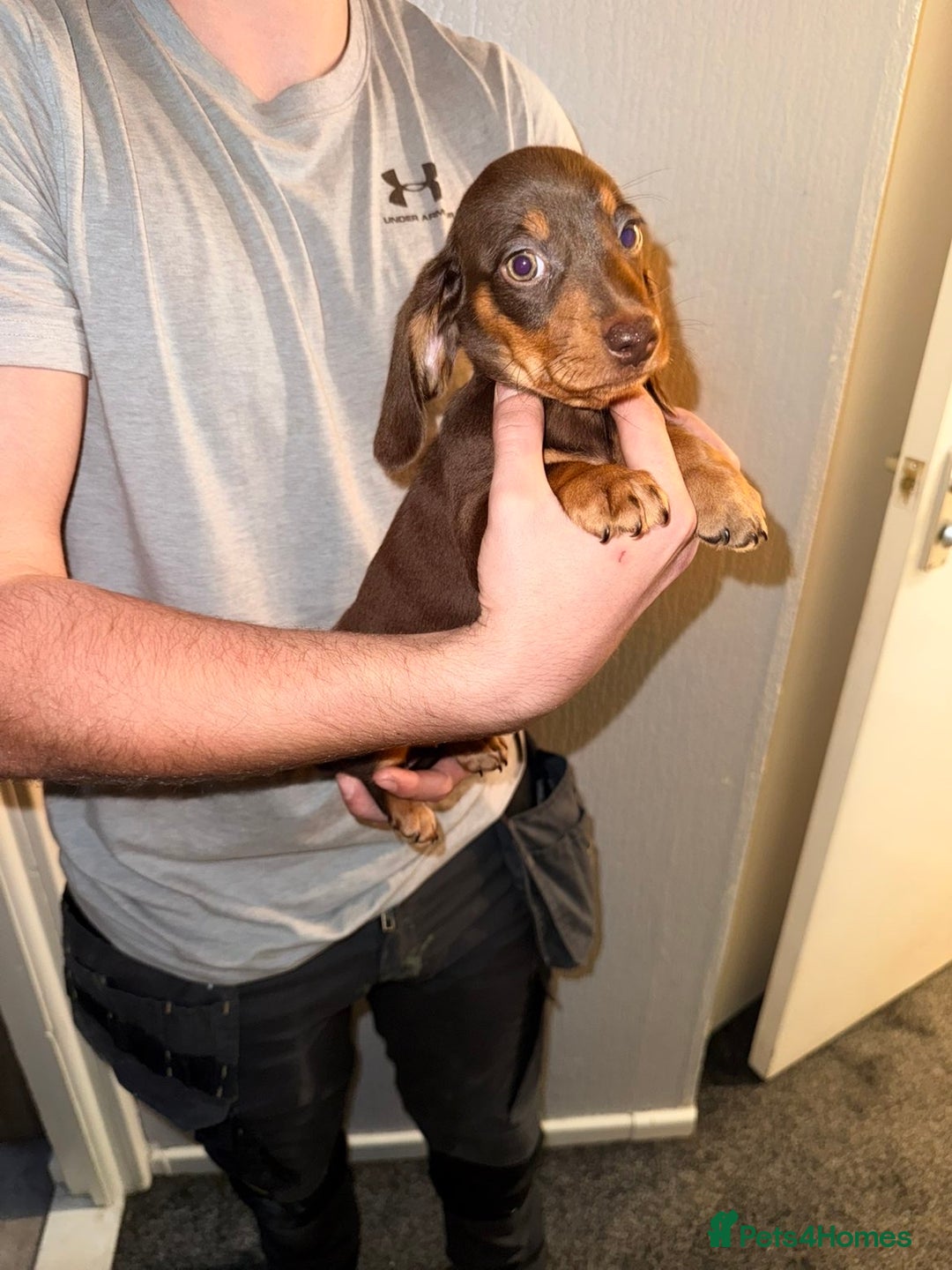 Miniature Dachshund dogs for sale: Miniature dachshunds for sale  - Advert 12