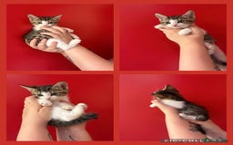 Mixed Breed cats for sale: 4 tabby beautiful kittens for sale  - Image 4