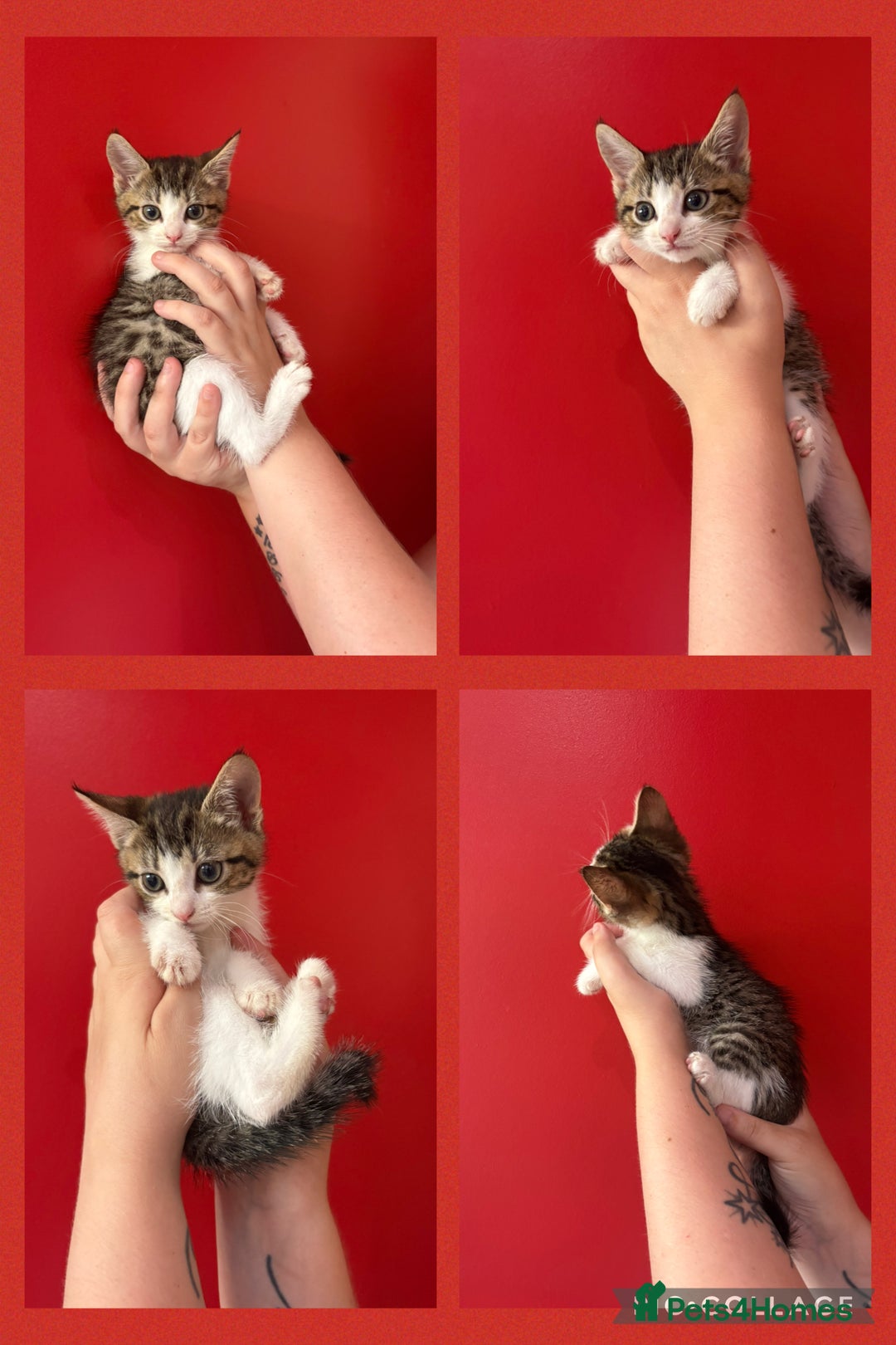 Mixed Breed cats for sale: 4 tabby beautiful kittens for sale  - Image 4