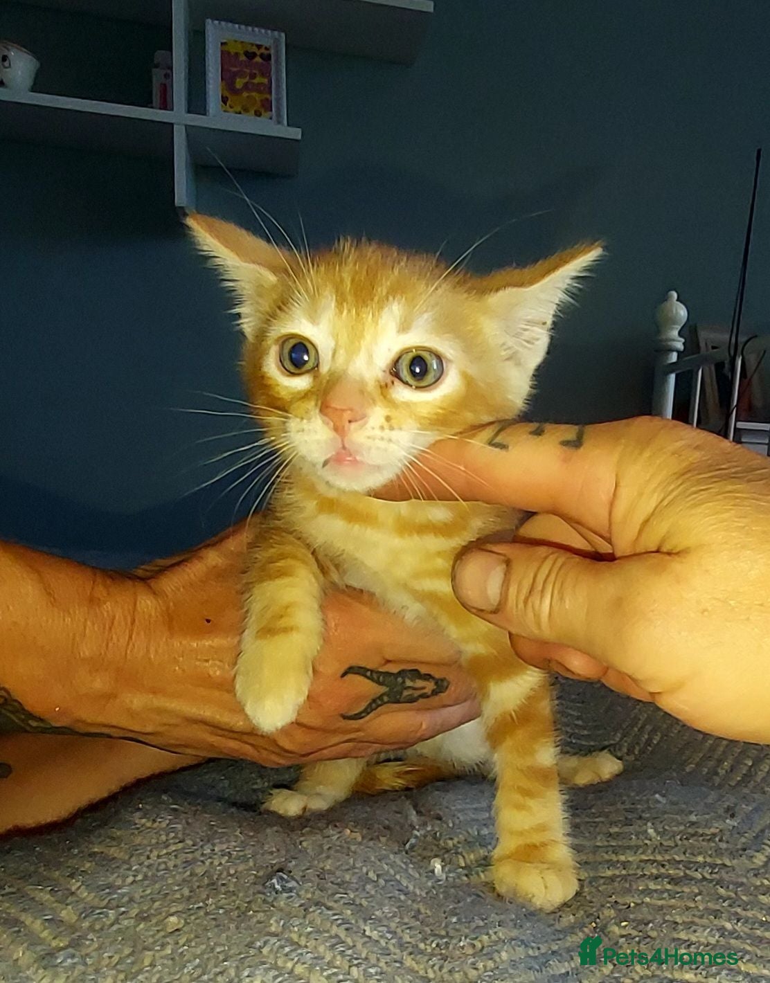 Mixed Breed cats Gingal kittens (GINger + benGAL)  x 5 - Advert 14