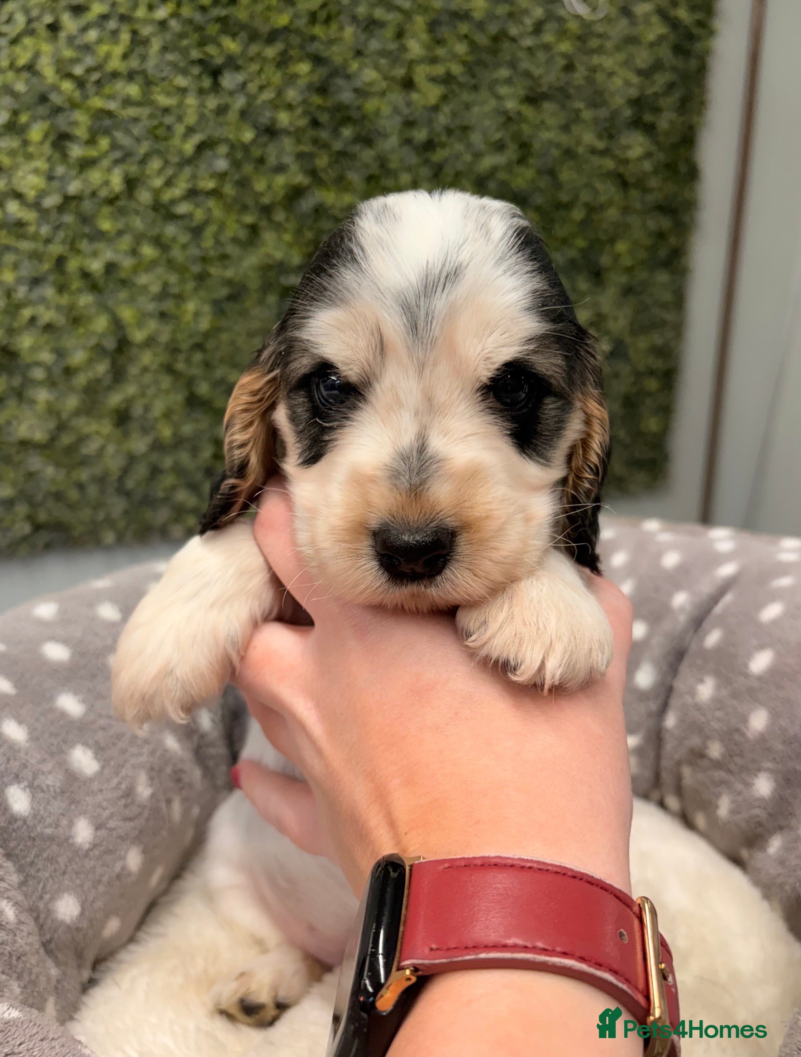 Cocker Spaniel dogs 🖤🤍 KC REG Show Cocker Spaniel Puppies For Sale - Advert 7