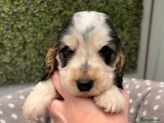 Cocker Spaniel dogs 🖤🤍 KC REG Show Cocker Spaniel Puppies For Sale - Advert 17