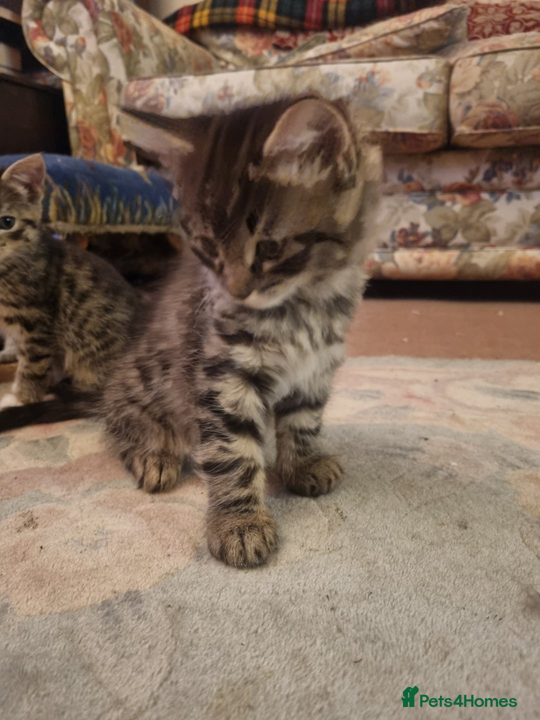 British Longhair cats for sale: Lovely sociable kittens - Advert 8