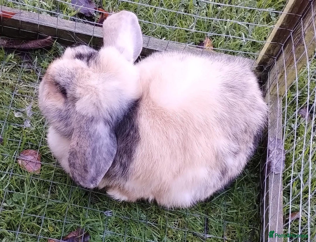 Mini Lop rabbits for sale: Mini Lop Harlequin Doe - Advert 1