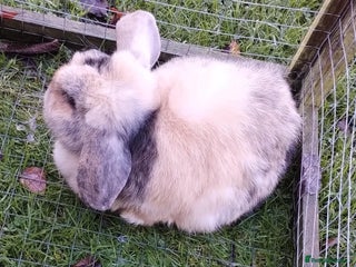 Mini Lop rabbits Mini Lop Harlequin Doe - Advert 4