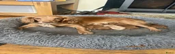 Cocker Spaniel dogs for sale: Gorgeous Working Cocker Spaniel Pups  - Advert 3