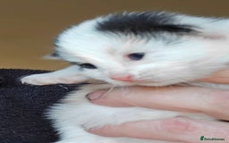 Mixed Breed cats for sale: 3 beautifully marked white/ black / ginger kittens - Image 8