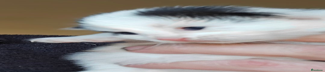 Mixed Breed Kitten 2