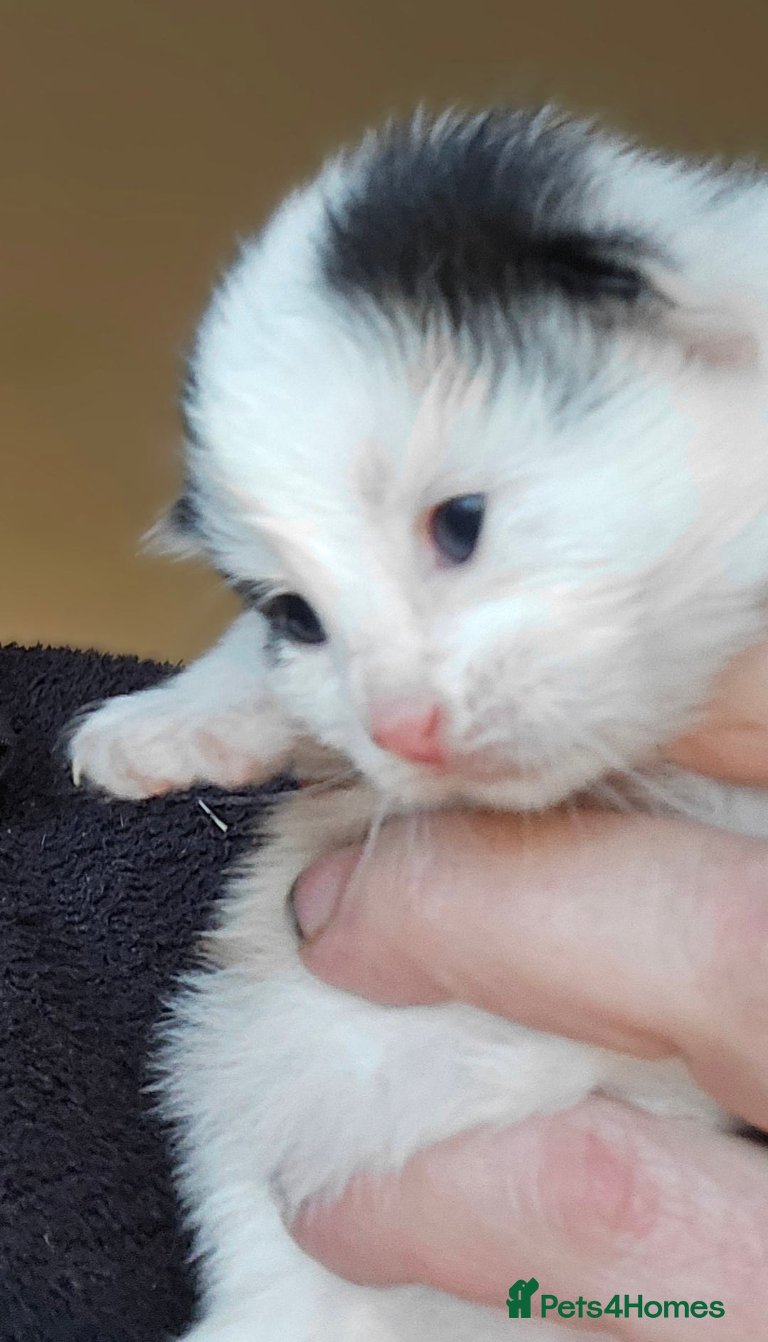 Mixed Breed cats for sale: 3 beautifully marked white/ black / ginger kittens - Image 8