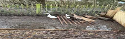 Ducks poultry for sale: 5 female ducks  in Petersfield - Advert 22