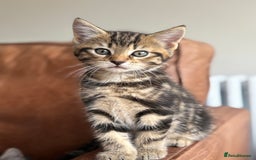 Maine Coon cats for sale: 1/2 Maine Coon kittens - Cardiff - Image 1