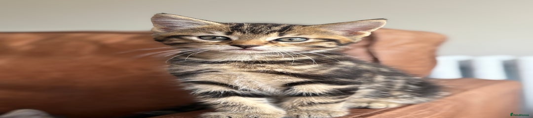 Maine Coon Kitten 3