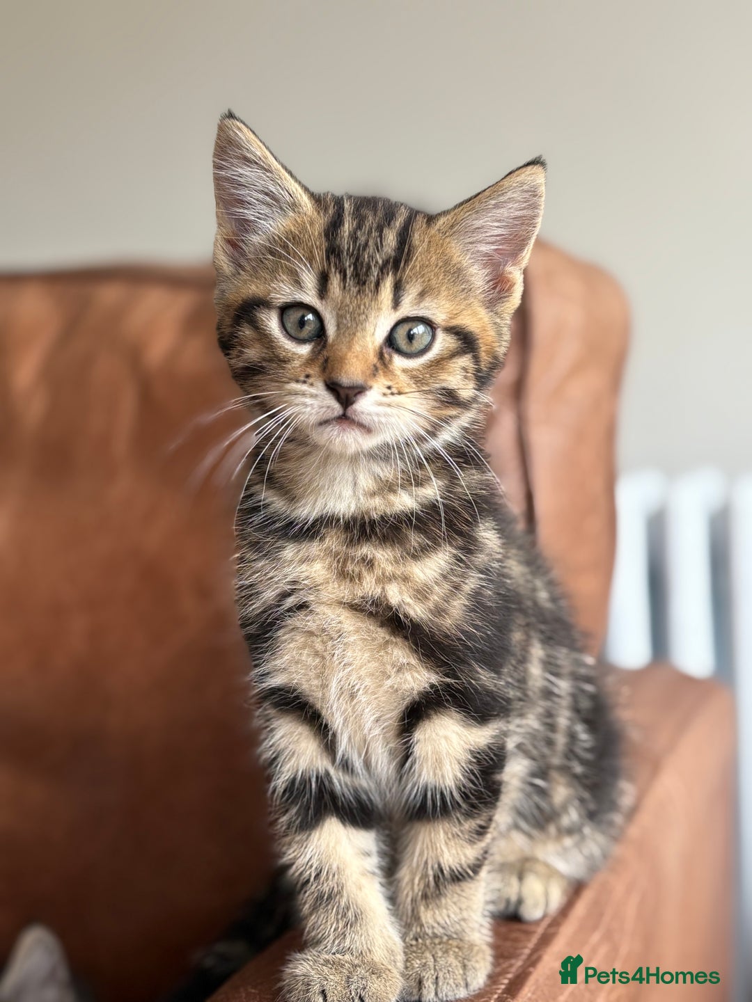 Maine Coon cats for sale: 1/2 Maine Coon kittens - Cardiff - Image 1