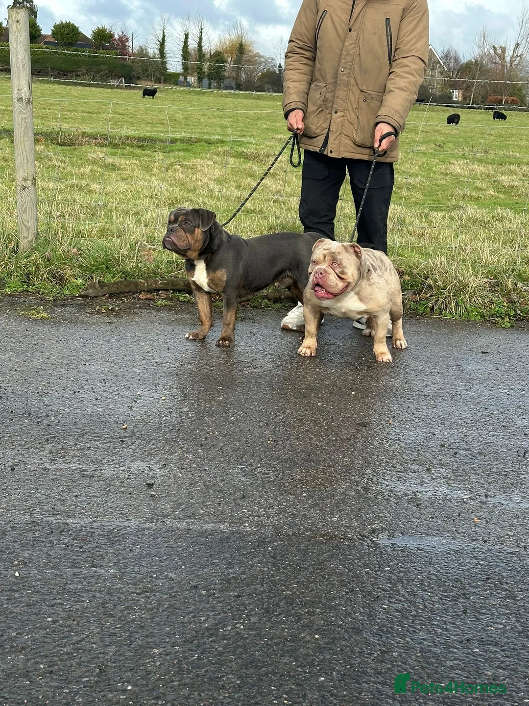 Olde English Bulldogge dogs for sale: Olde English bulldog 7 month - Advert 4