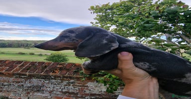 Dachshund dogs - Advert 8
