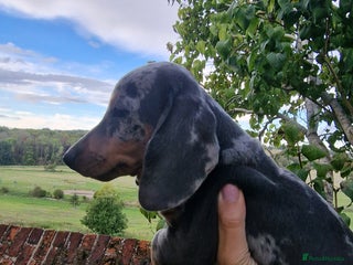 Dachshund dogs - Advert 26