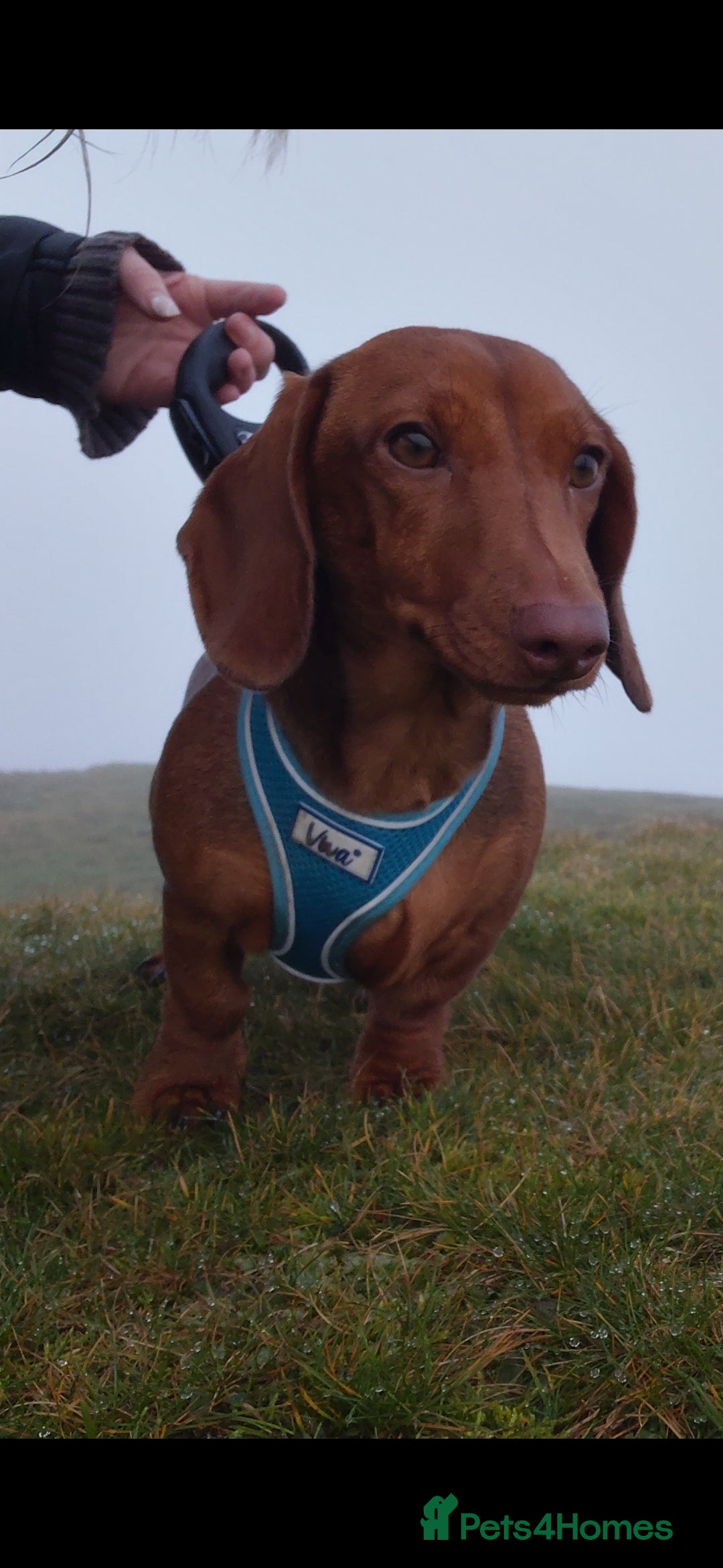 Dachshund dogs for sale: Miniature dachshund  - Advert 2