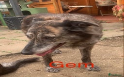 Mixed Breed dogs for sale: Urgently looking for homes  - Image 1