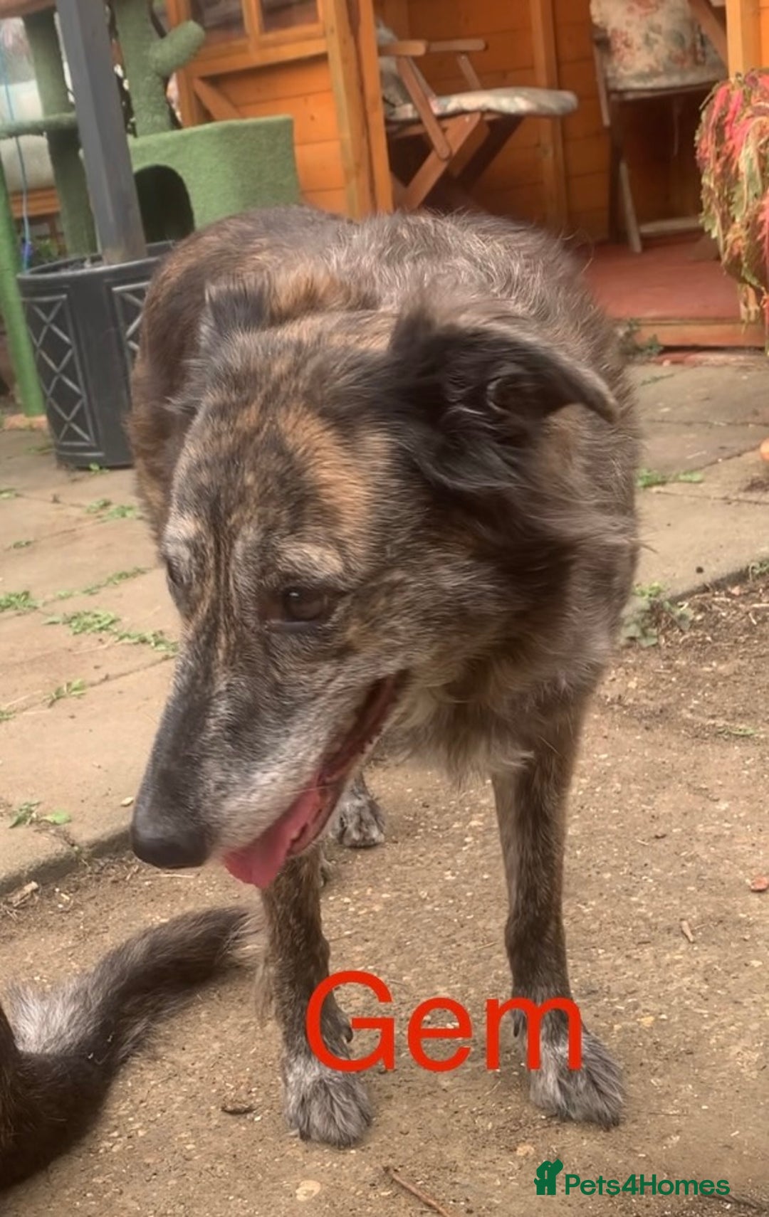 Mixed Breed dogs for sale: Urgently looking for homes  - Image 1