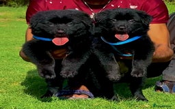 Mixed Breed dogs for sale: Beat  - Image 2