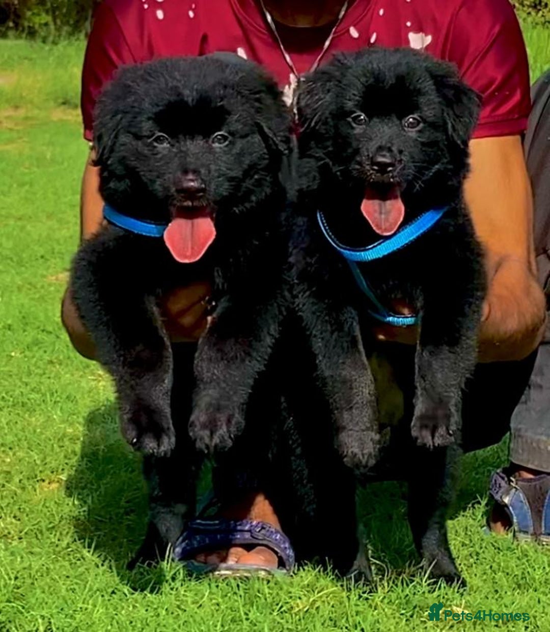 Mixed Breed dogs for sale: Beat  - Image 2