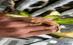 Gecko reptiles for sale: Sunstone Gecko - Image 3