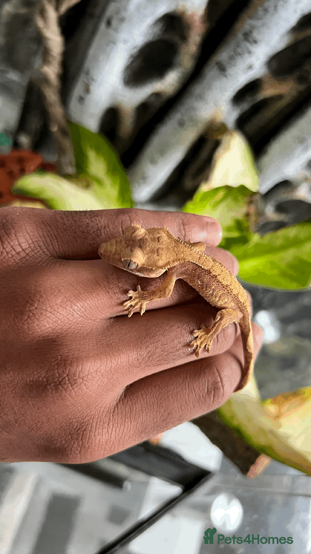 Gecko reptiles for sale: Sunstone Gecko - Image 3