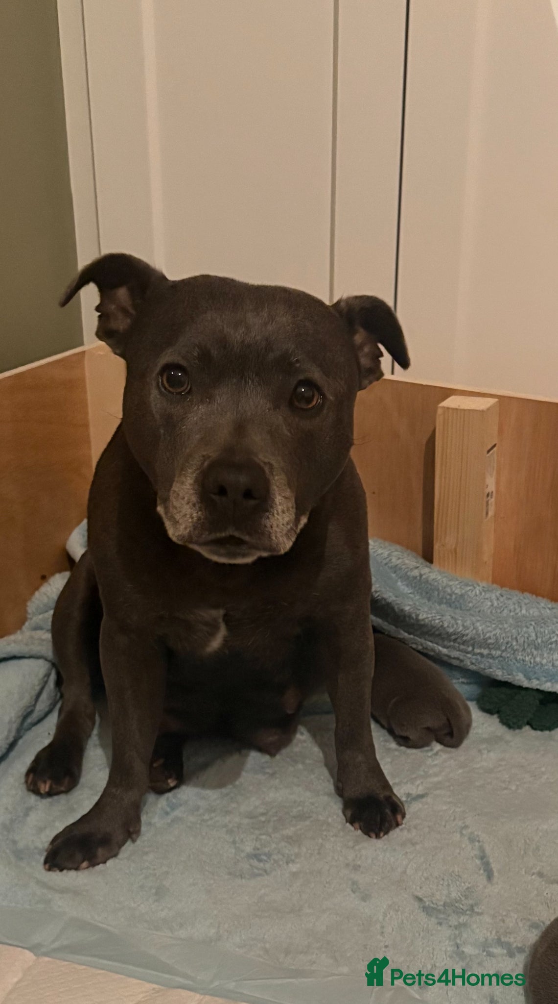 Staffordshire Bull Terrier dogs for sale: KC Registered Blue & Lilac Staffy Puppies 🐾 - Advert 2