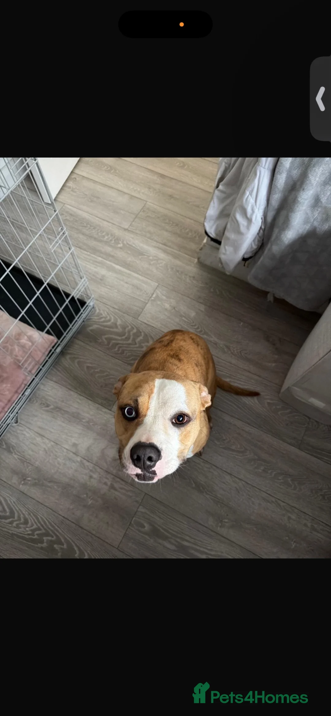 Mixed Breed dogs for sale: Xl cross Staffordshire Bull Terrier in Grimsby - Advert 6
