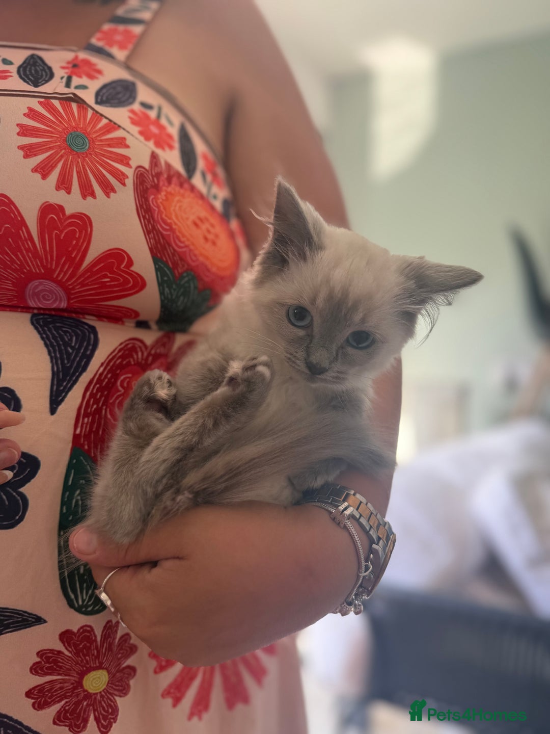Ragdoll cats for sale: GCCF Ragdoll kittens beautiful litter  - Image 3