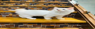 Ragdoll 2 Flame Point/ Red Fox 