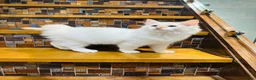 Ragdoll cats for sale:  🌸 GCCF/TICA Registered Pedigree Ragdoll Kittens  - Advert 13