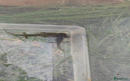Axolotl reptiles for sale: Young axolotls  - Image 2