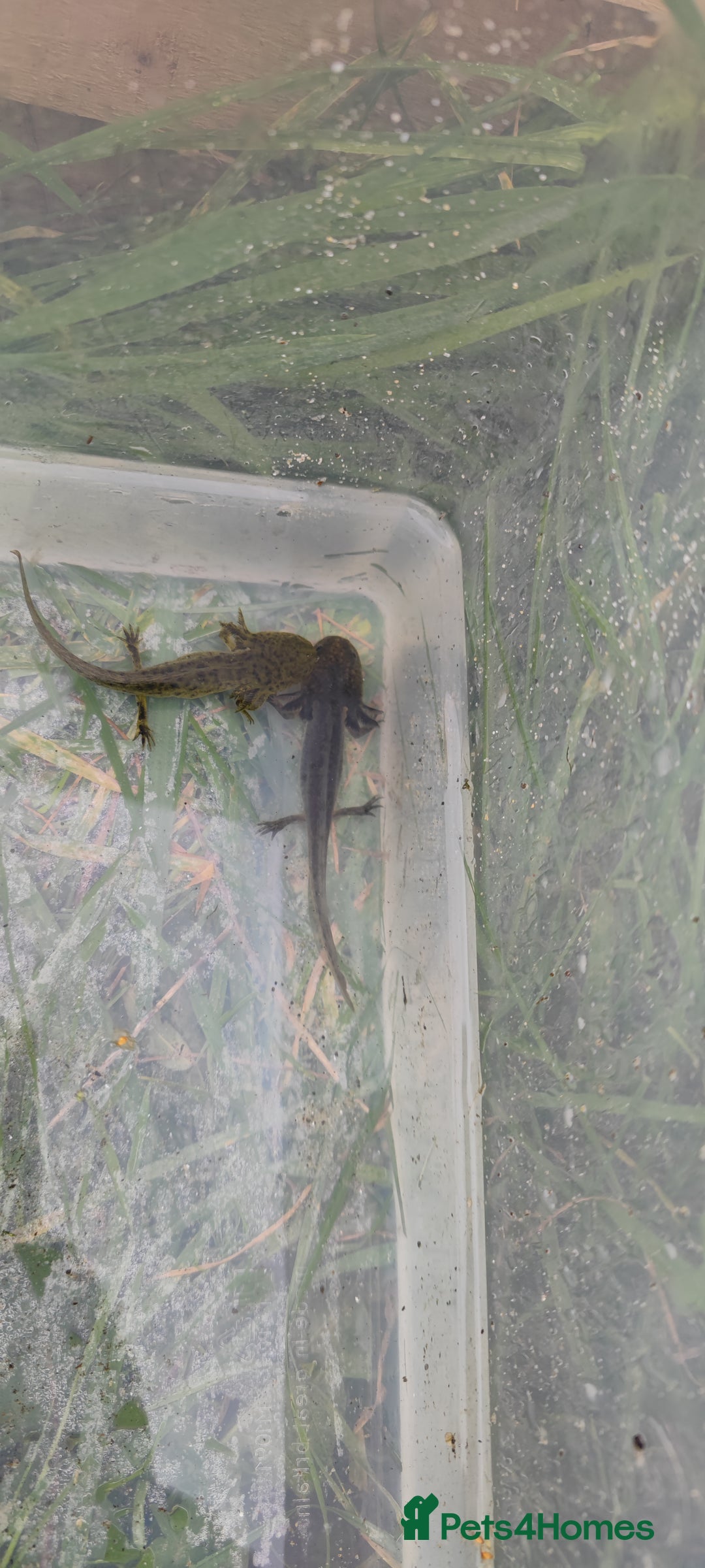 Axolotl reptiles for sale: Young axolotls  - Image 2