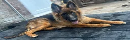 German Shepherd dogs for sale: 6 Month old GSD Puppy - Advert 3