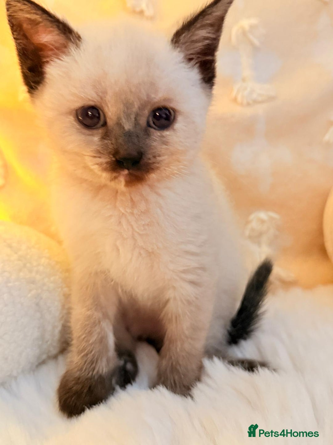 Mixed Breed cats for sale: 7 Floofy kittens looking for forever homes..  - Image 7