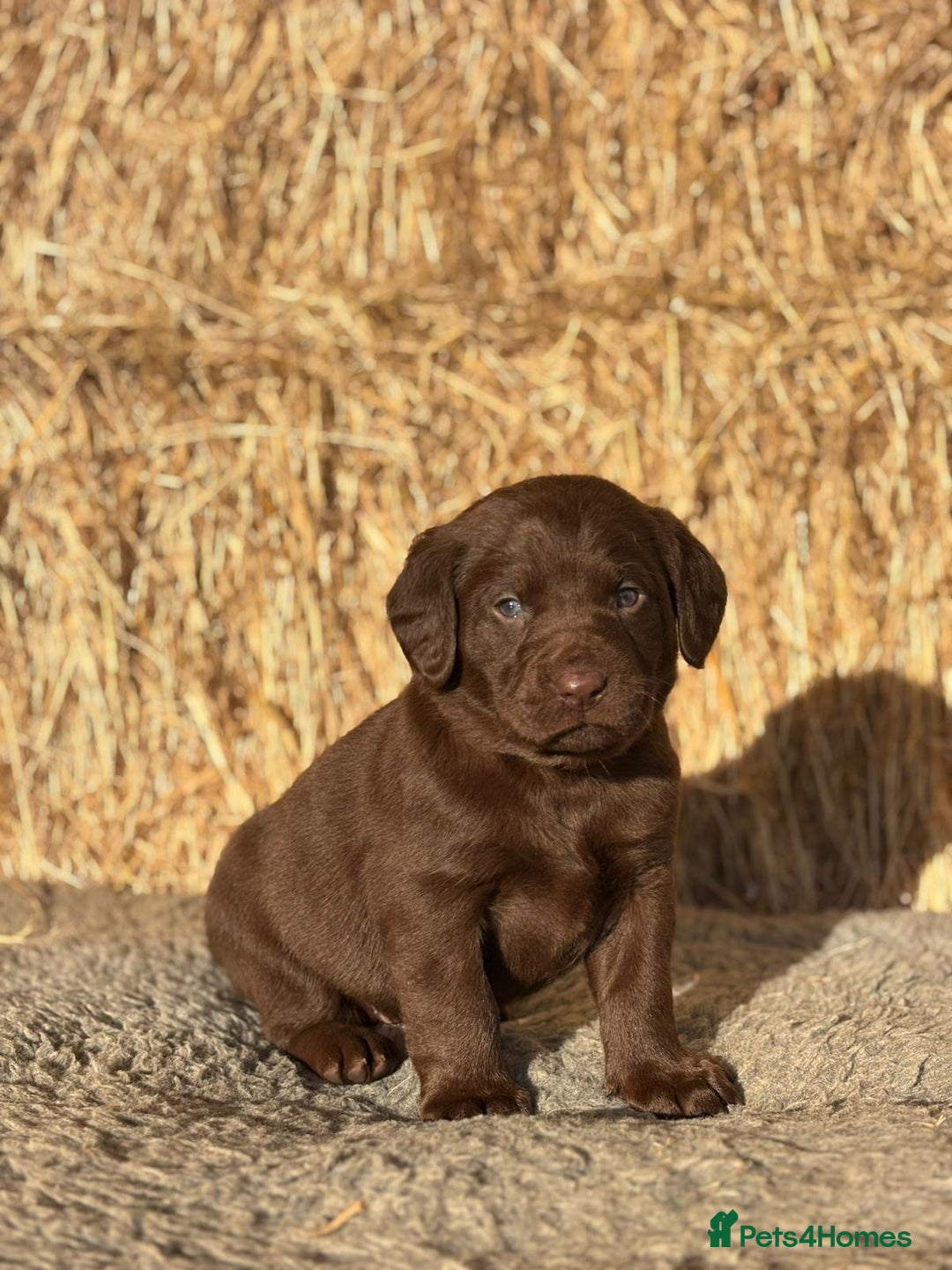 Springador dogs for sale: Springador Puppies - Advert 5