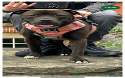 Mixed Breed dogs for sale: Staffy x Belgian shepherd dog - Image 2